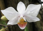 Phalaenopsis aphrodite x equestris var rosea