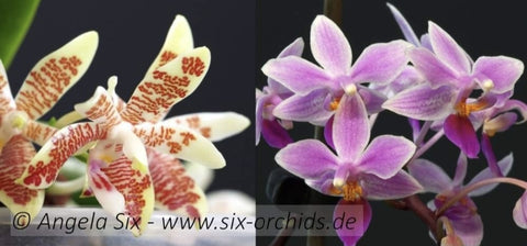 Phalaenopsis linda grainger