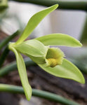 Vanille planifolia