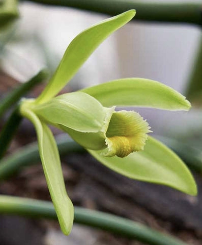 Vanille planifolia
