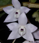 Dendrobium linguella