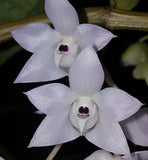 Dendrobium linguella