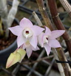 Dendrobium linguella