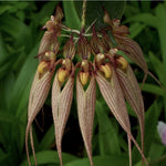 Bulbophyllum louis sander