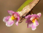 Dendrobium rosellum