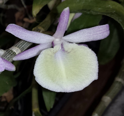 Dendrobium primulinum