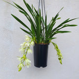 cymbidium ice cascade