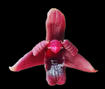 Maxillaria  variabilis rouge