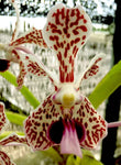 Vanda tricolor