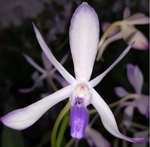 Vandofinetia pat acari "nuit bleue"